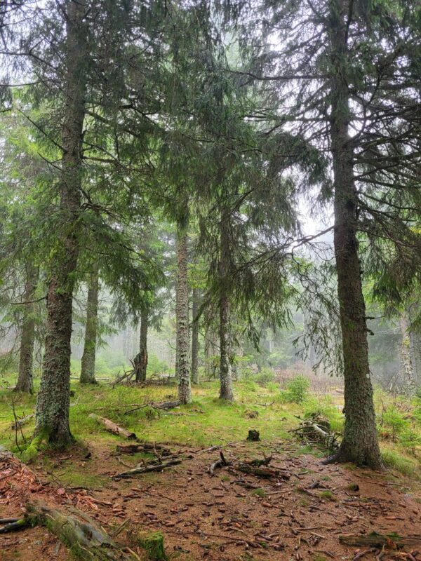 Foret