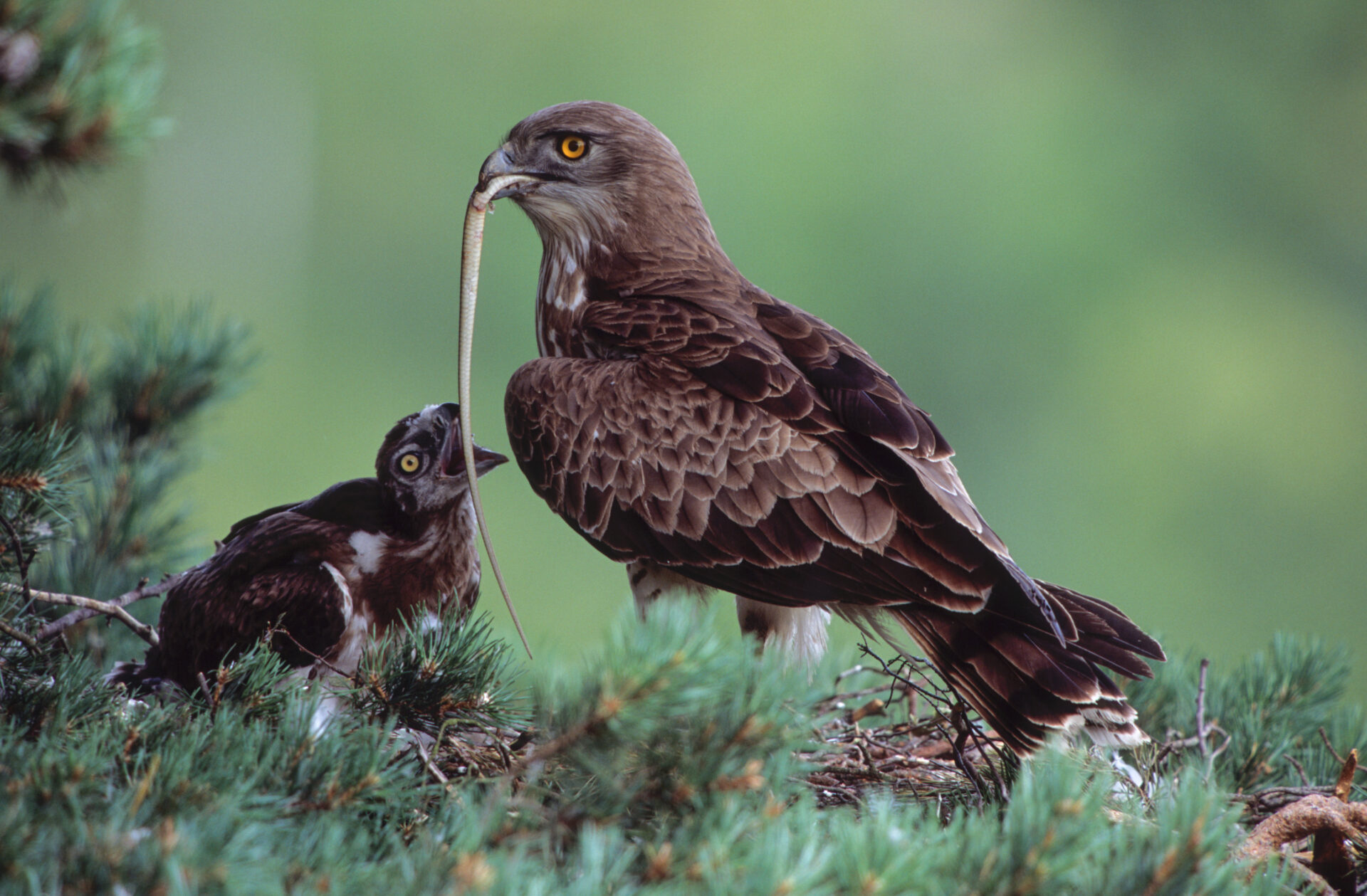 Vautours et rapaces