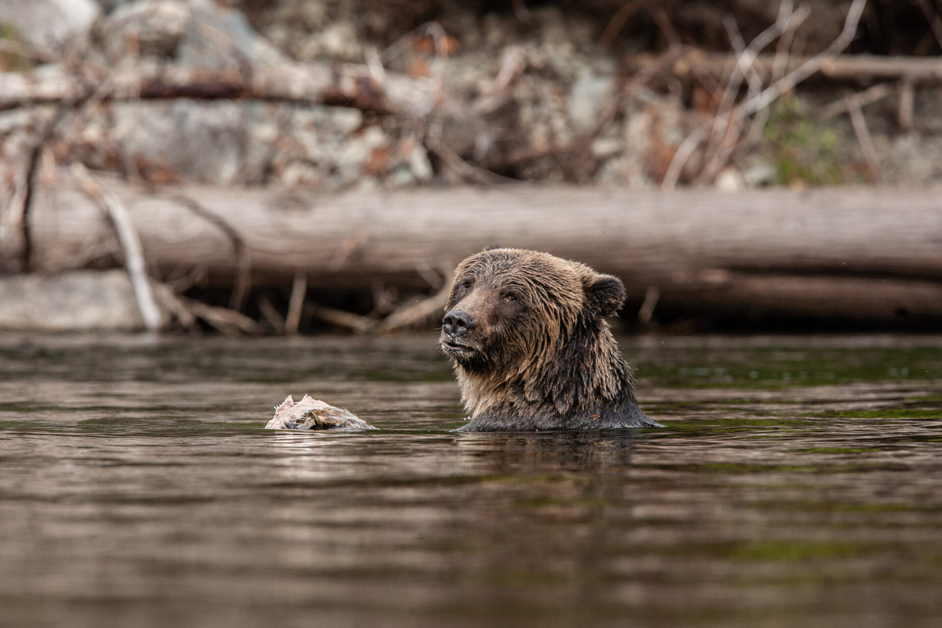 G Mazille expobellesbetes