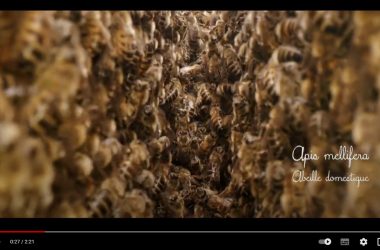 Les miels des Monts d’Ardèche en vidéo