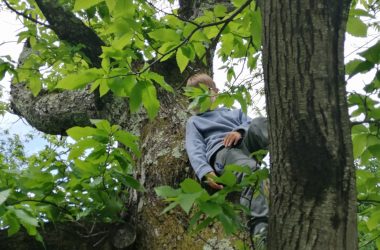 #chataignierformidable