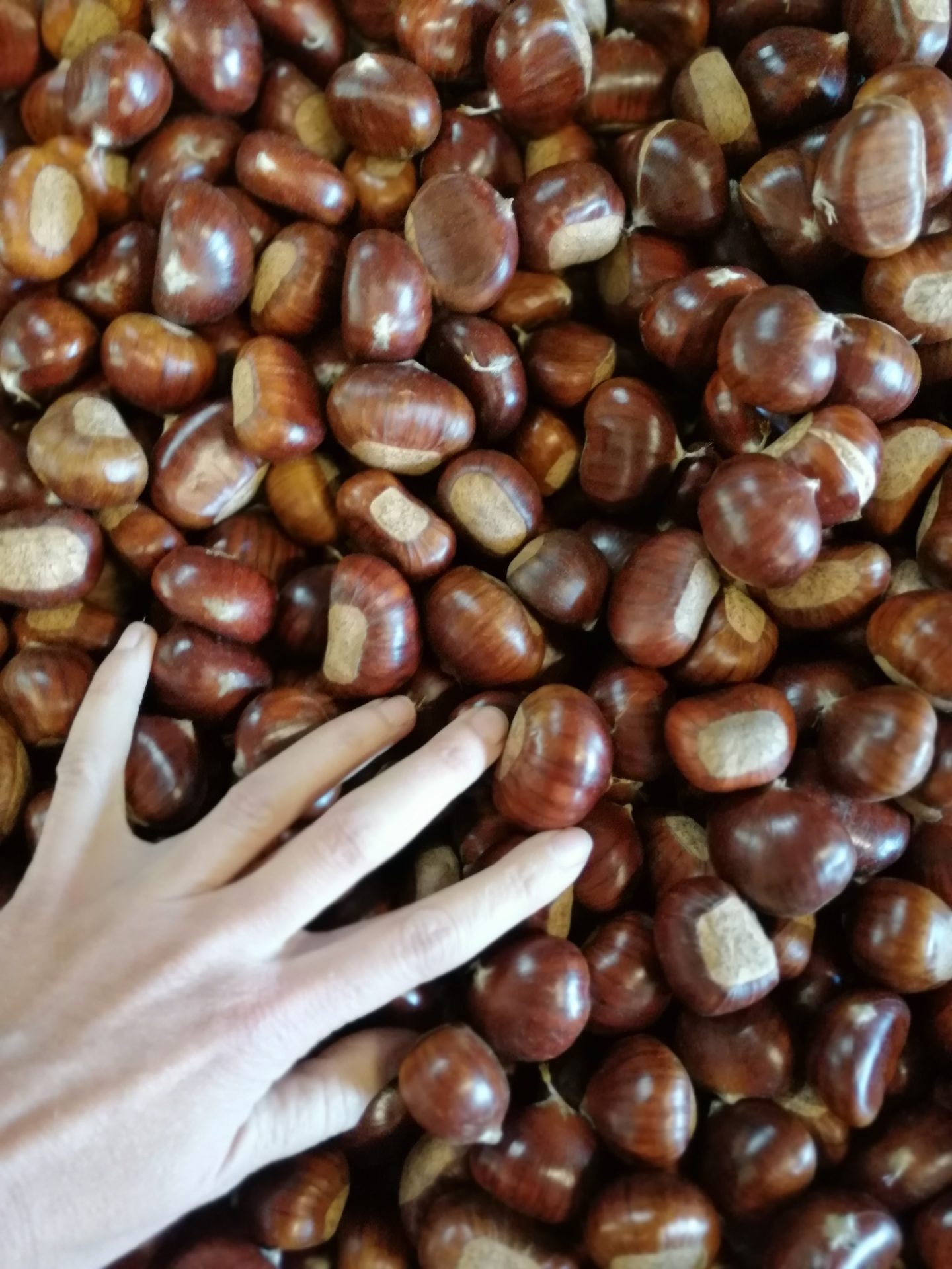 Monts d'Ardèche Castagnades Les fêtes de la châtaigne