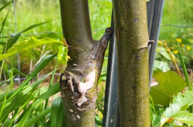 Un 3ème plan de reconquête pour la châtaigneraie