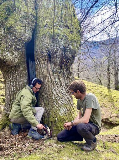 Le paysage sonore de la châtaigneraie